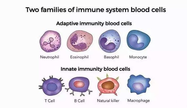 44 免疫系统家族.jpg