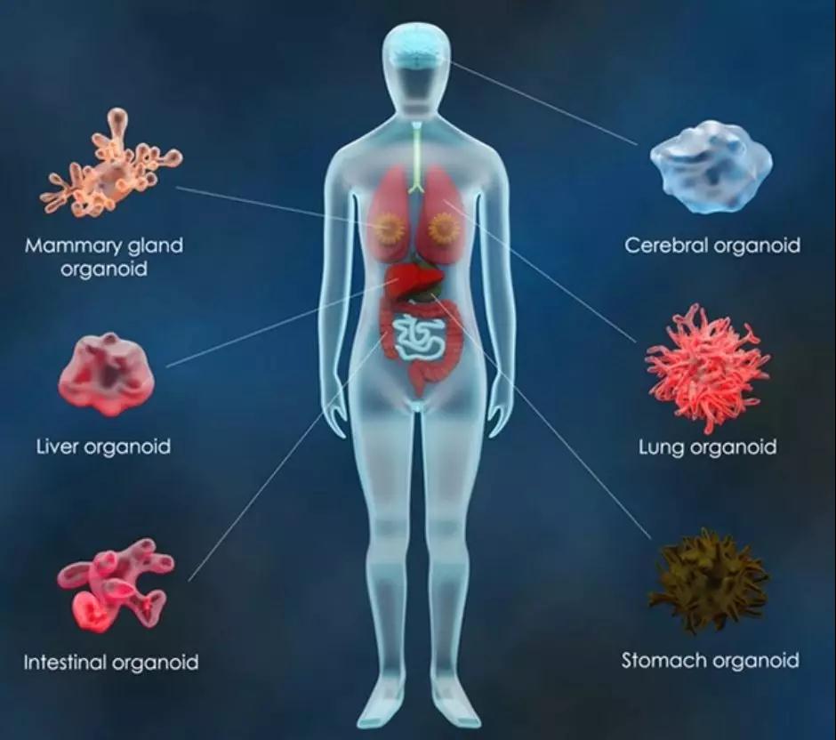 类器官——研究疾病的利器,再生医学的未来-云南舜喜再生医学工程有限