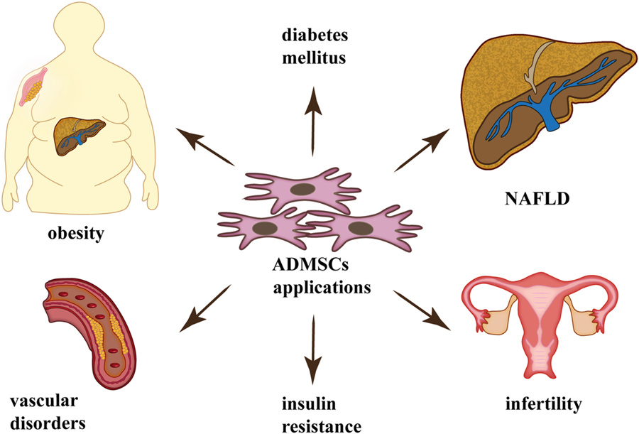 44 DMSCs 在治疗肥胖和相关合并症（如糖尿病、胰岛素抵抗、血管疾病、不孕症和 NAFLD）中的潜在治疗应用.jpg