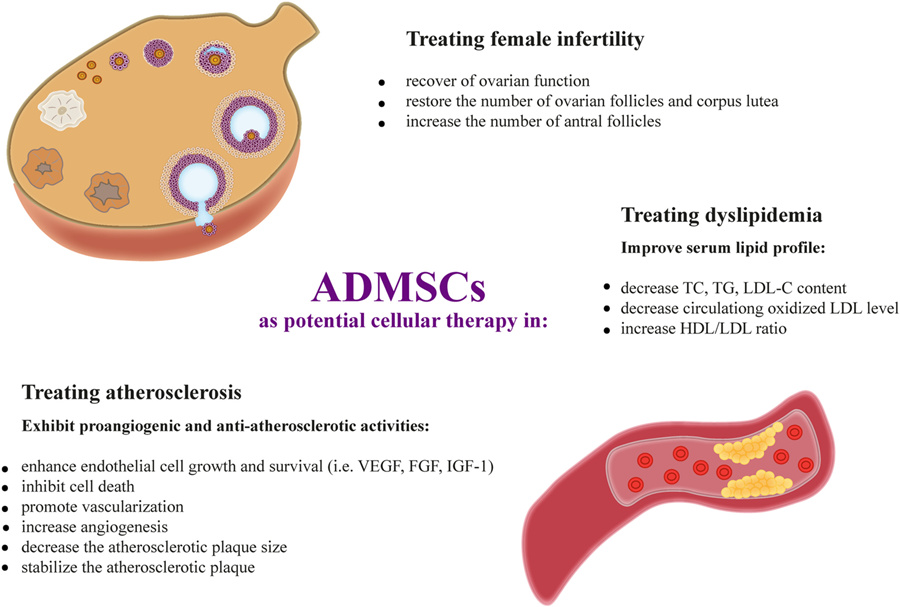 66 ADMSCs 在改善血脂谱、减少动脉粥样硬化和恢复卵巢功能方面的作用机制.jpg