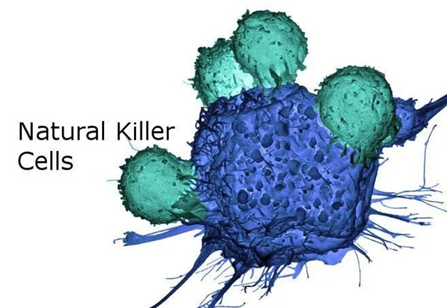 NK细胞：人体免疫的广谱杀手，防癌、抵御病毒、抗衰老一肩挑