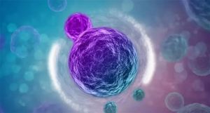 美国科学家证实：注射干细胞或可延长寿命3倍！