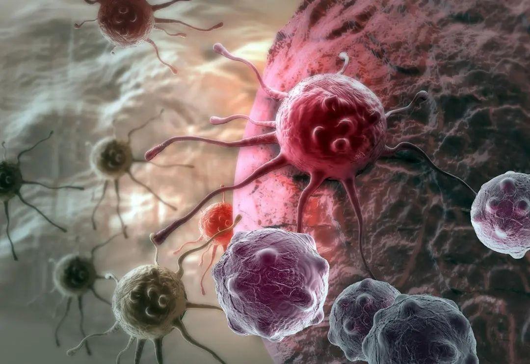 图说NK细胞——抗病毒抗癌第一道防线