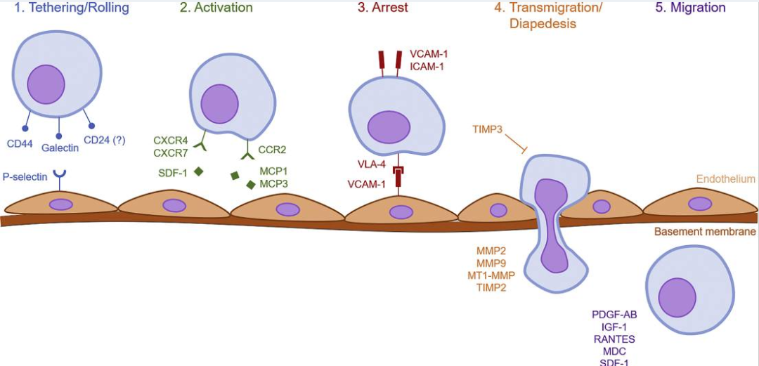 3 促进干细胞系统性归巢每一步的分子机制概述.png
