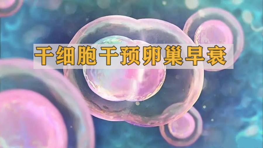 昆明医科大学：MSC可以减少衰老和凋亡相关基因表达、抗炎和免疫调节，有效干预卵巢早衰