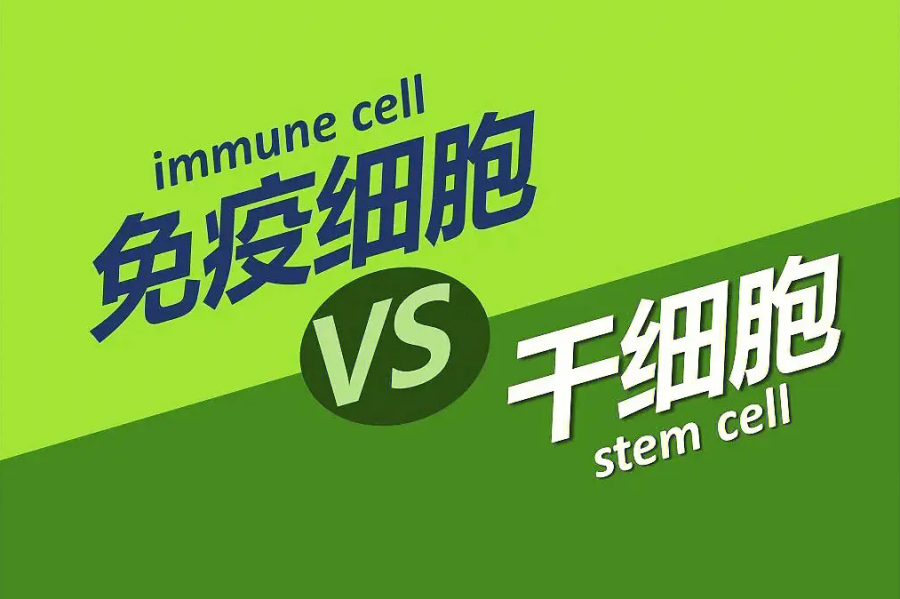 干细胞与免疫细胞联手：先清理、再修复，实现身体长治久安，健康永驻